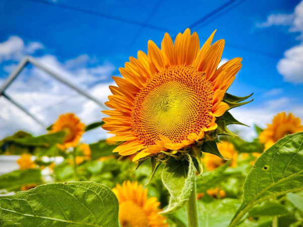 元朗信芯園最後一季太陽花 預料11月上旬全盛綻放 附交通方法