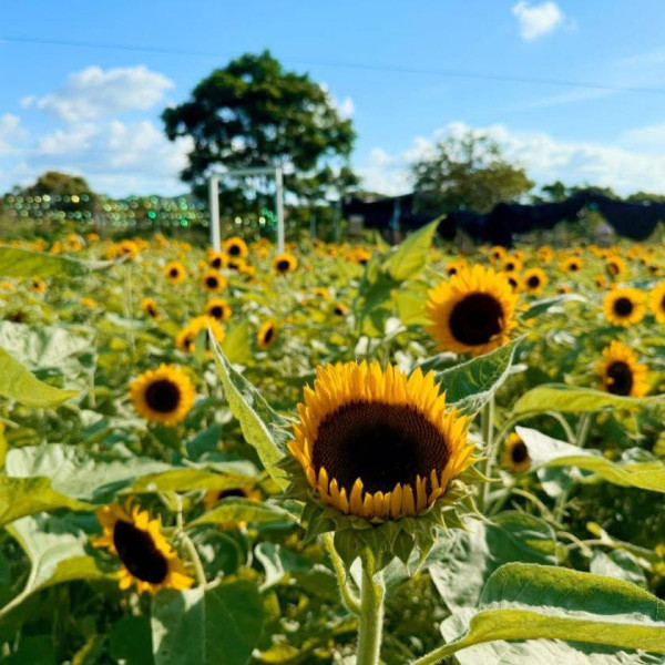 元朗信芯園最後一季太陽花 預料11月上旬全盛綻放 附交通方法