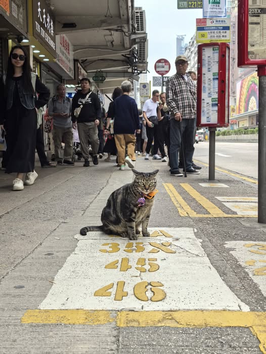 香港貓店長地圖︱香港7大明星貓店長 呢隻榮獲「我最喜愛貓店長」大獎!呢隻最鍾意「離家出走」?