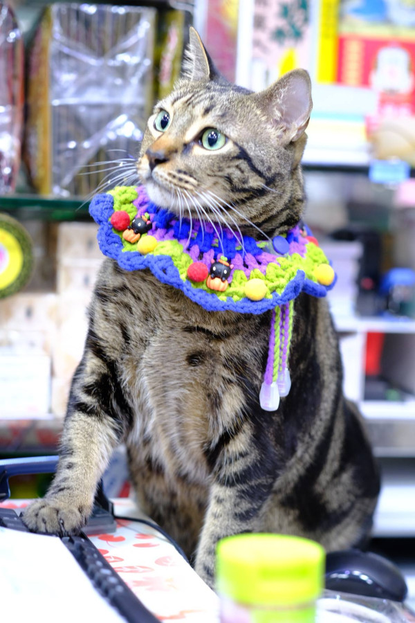 香港貓店長地圖︱香港7大明星貓店長 呢隻榮獲「我最喜愛貓店長」大獎!呢隻最鍾意「離家出走」?