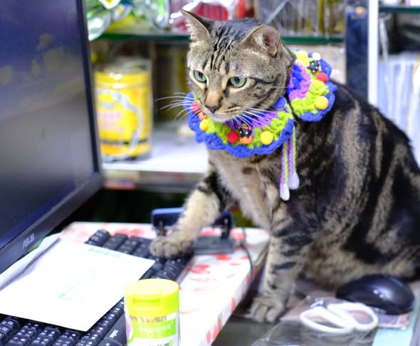 香港貓店長地圖︱香港7大明星貓店長 呢隻榮獲「我最喜愛貓店長」大獎!呢隻最鍾意「離家出走」?