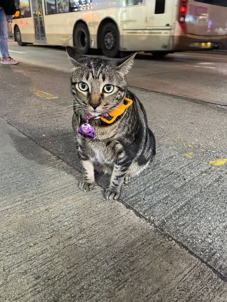 香港貓店長地圖︱香港7大明星貓店長 呢隻榮獲「我最喜愛貓店長」大獎!呢隻最鍾意「離家出走」?