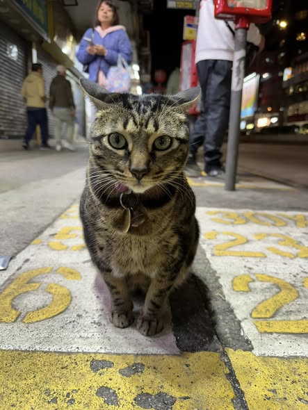 香港貓店長地圖︱香港7大明星貓店長 呢隻榮獲「我最喜愛貓店長」大獎!呢隻最鍾意「離家出走」?