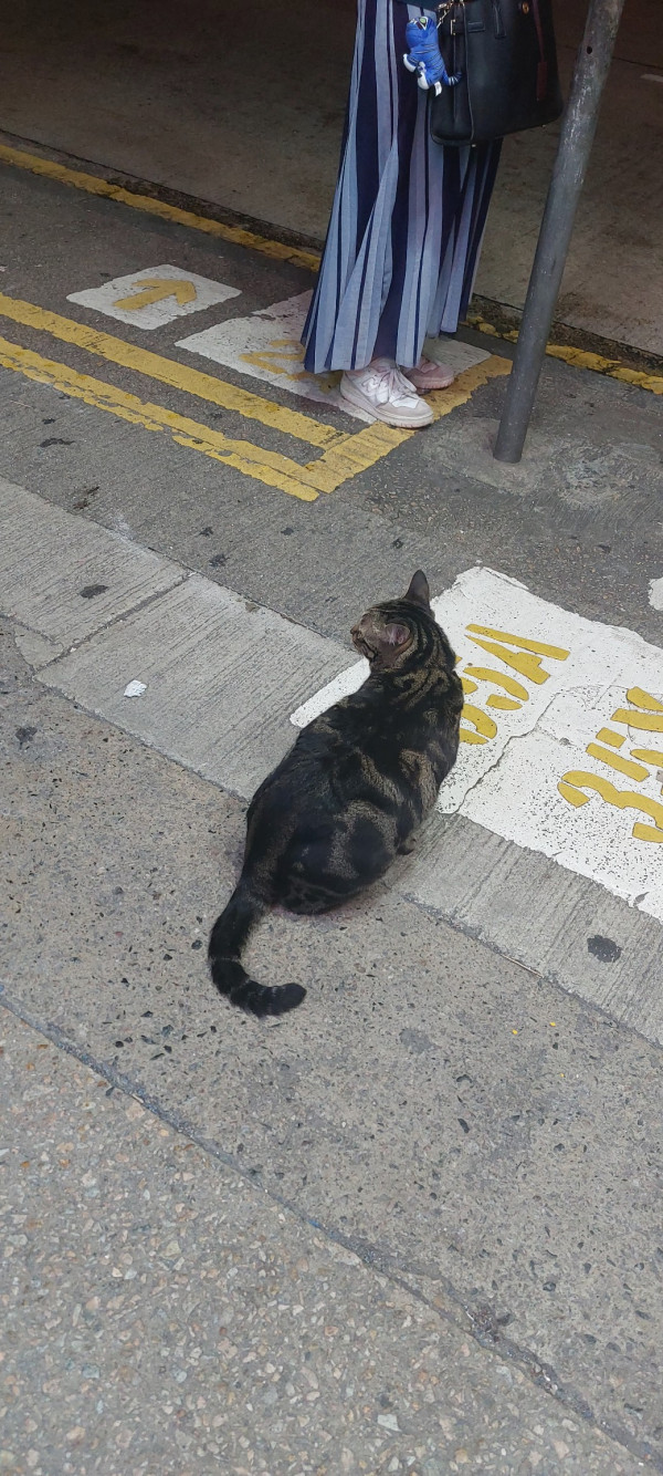 香港貓店長地圖︱香港7大明星貓店長 呢隻榮獲「我最喜愛貓店長」大獎!呢隻最鍾意「離家出走」?