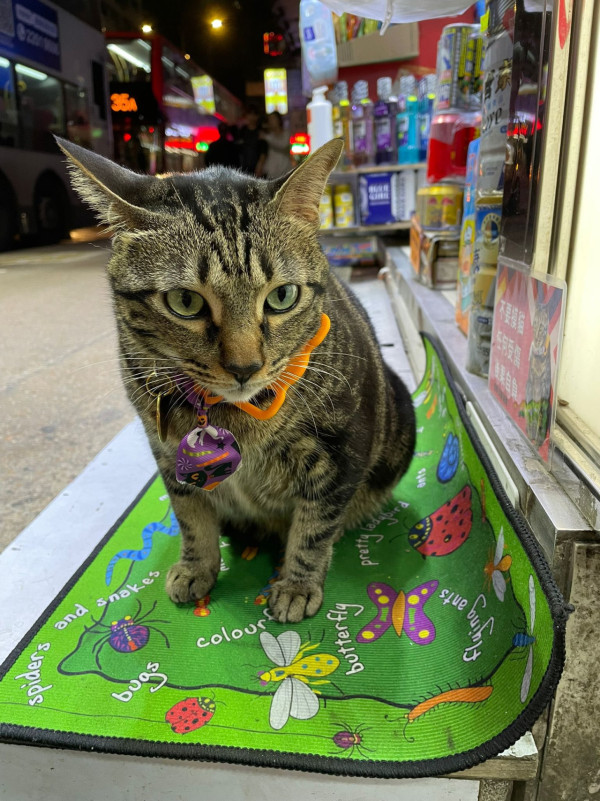香港貓店長地圖︱香港7大明星貓店長 呢隻榮獲「我最喜愛貓店長」大獎!呢隻最鍾意「離家出走」?