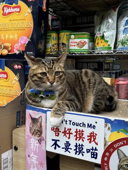 香港貓店長地圖︱香港7大明星貓店長 呢隻榮獲「我最喜愛貓店長」大獎!呢隻最鍾意「離家出走」?