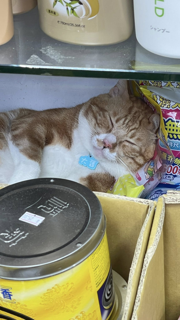 香港貓店長地圖︱香港7大明星貓店長 呢隻榮獲「我最喜愛貓店長」大獎!呢隻最鍾意「離家出走」?