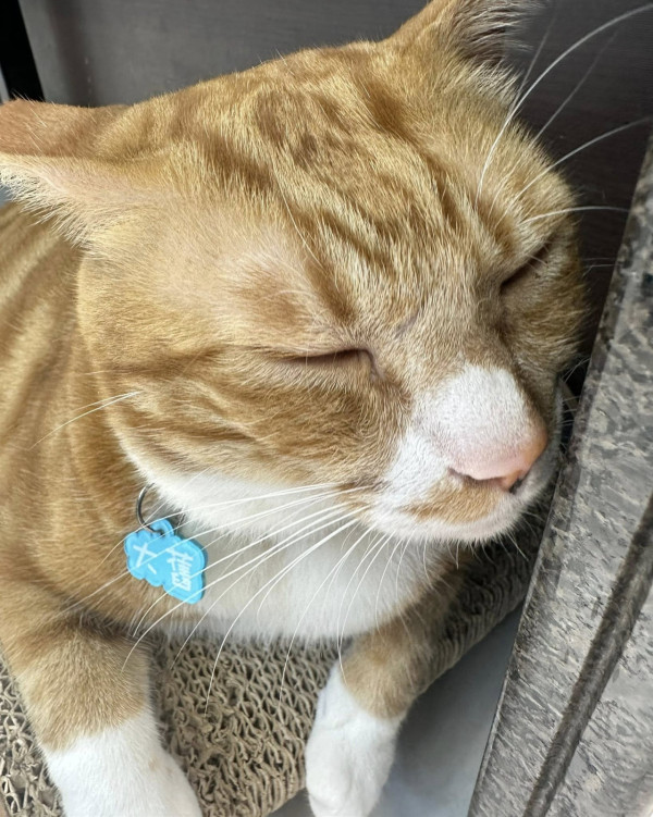 香港貓店長地圖︱香港7大明星貓店長 呢隻榮獲「我最喜愛貓店長」大獎!呢隻最鍾意「離家出走」?