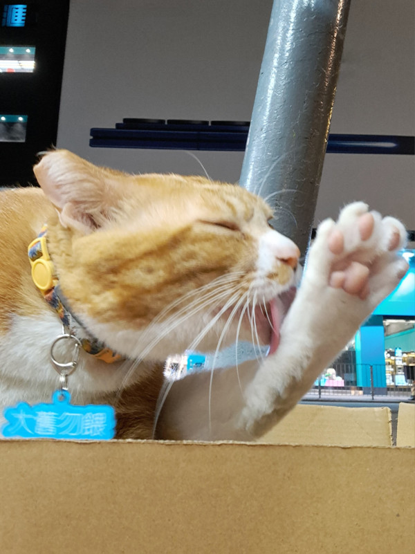 香港貓店長地圖︱香港7大明星貓店長 呢隻榮獲「我最喜愛貓店長」大獎!呢隻最鍾意「離家出走」?