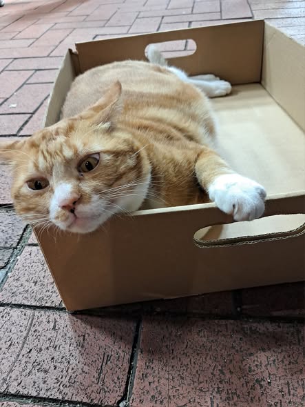 香港貓店長地圖︱香港7大明星貓店長 呢隻榮獲「我最喜愛貓店長」大獎!呢隻最鍾意「離家出走」?