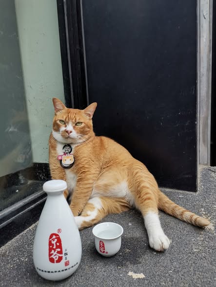 香港貓店長地圖︱香港7大明星貓店長 呢隻榮獲「我最喜愛貓店長」大獎!呢隻最鍾意「離家出走」?