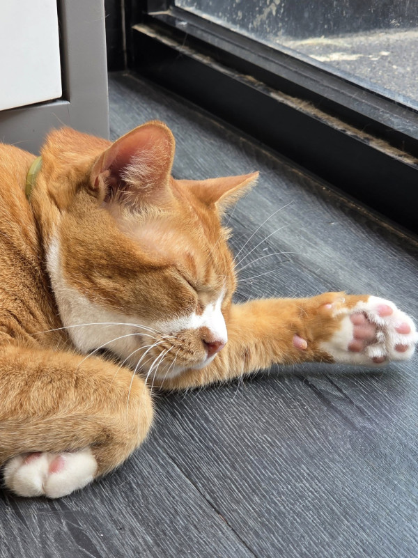 香港貓店長地圖︱香港7大明星貓店長 呢隻榮獲「我最喜愛貓店長」大獎!呢隻最鍾意「離家出走」?