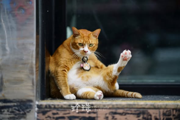 香港貓店長地圖︱香港7大明星貓店長 呢隻榮獲「我最喜愛貓店長」大獎!呢隻最鍾意「離家出走」?