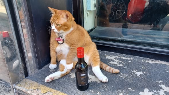 香港貓店長地圖︱香港7大明星貓店長 呢隻榮獲「我最喜愛貓店長」大獎!呢隻最鍾意「離家出走」?