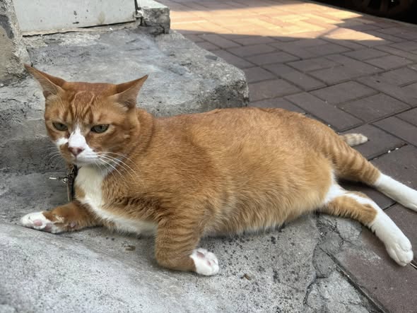 香港貓店長地圖︱香港7大明星貓店長 呢隻榮獲「我最喜愛貓店長」大獎!呢隻最鍾意「離家出走」?