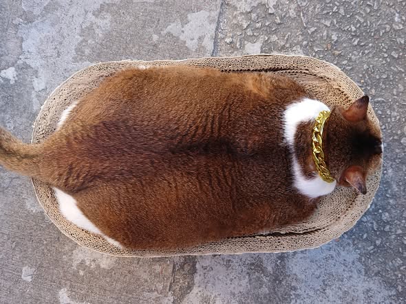 香港貓店長地圖︱香港7大明星貓店長 呢隻榮獲「我最喜愛貓店長」大獎!呢隻最鍾意「離家出走」?