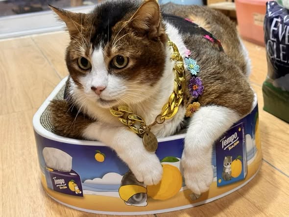 香港貓店長地圖︱香港7大明星貓店長 呢隻榮獲「我最喜愛貓店長」大獎!呢隻最鍾意「離家出走」?