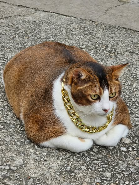 香港貓店長地圖︱香港7大明星貓店長 呢隻榮獲「我最喜愛貓店長」大獎!呢隻最鍾意「離家出走」?