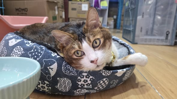 香港貓店長地圖︱香港7大明星貓店長 呢隻榮獲「我最喜愛貓店長」大獎!呢隻最鍾意「離家出走」?