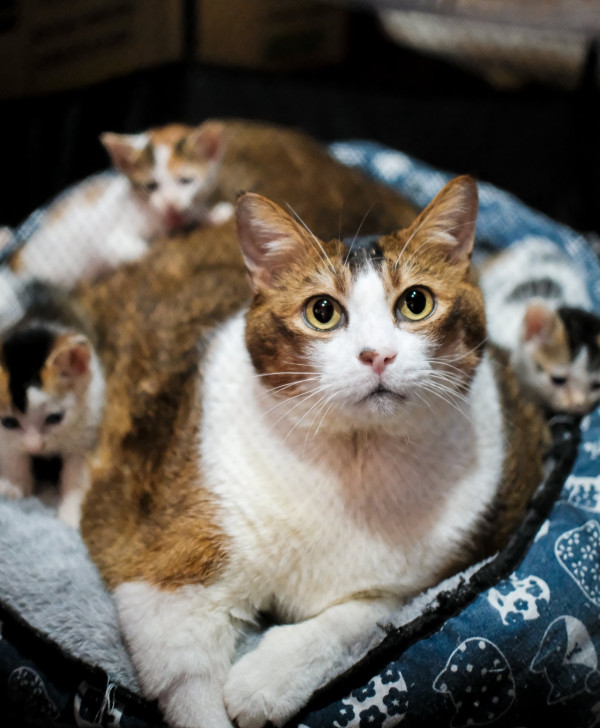 香港貓店長地圖︱香港7大明星貓店長 呢隻榮獲「我最喜愛貓店長」大獎!呢隻最鍾意「離家出走」?