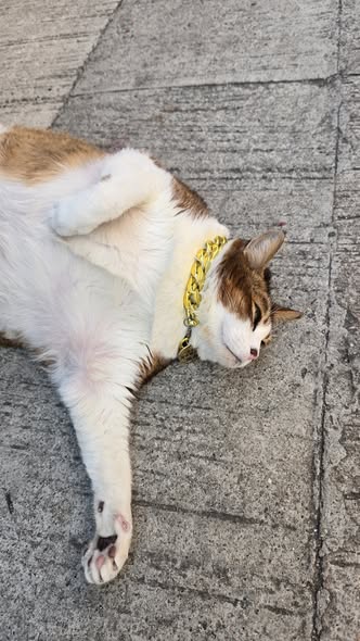 香港貓店長地圖︱香港7大明星貓店長 呢隻榮獲「我最喜愛貓店長」大獎!呢隻最鍾意「離家出走」?