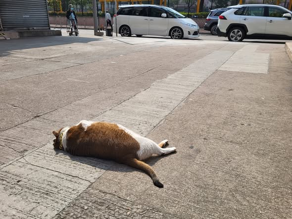 香港貓店長地圖︱香港7大明星貓店長 呢隻榮獲「我最喜愛貓店長」大獎!呢隻最鍾意「離家出走」?