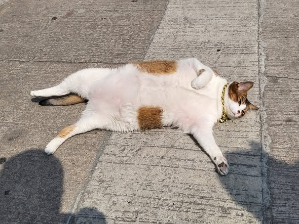 香港貓店長地圖︱香港7大明星貓店長 呢隻榮獲「我最喜愛貓店長」大獎!呢隻最鍾意「離家出走」?