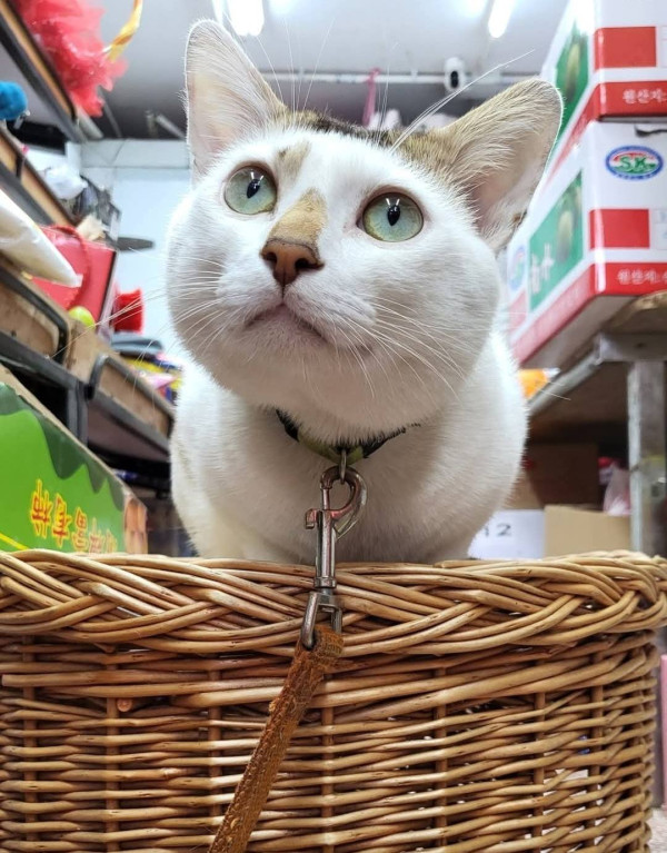 香港貓店長地圖︱香港7大明星貓店長 呢隻榮獲「我最喜愛貓店長」大獎!呢隻最鍾意「離家出走」?