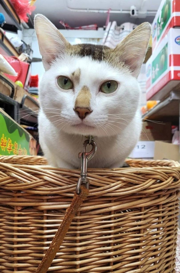 香港貓店長地圖︱香港7大明星貓店長 呢隻榮獲「我最喜愛貓店長」大獎!呢隻最鍾意「離家出走」?