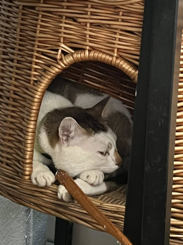 香港貓店長地圖︱香港7大明星貓店長 呢隻榮獲「我最喜愛貓店長」大獎!呢隻最鍾意「離家出走」?