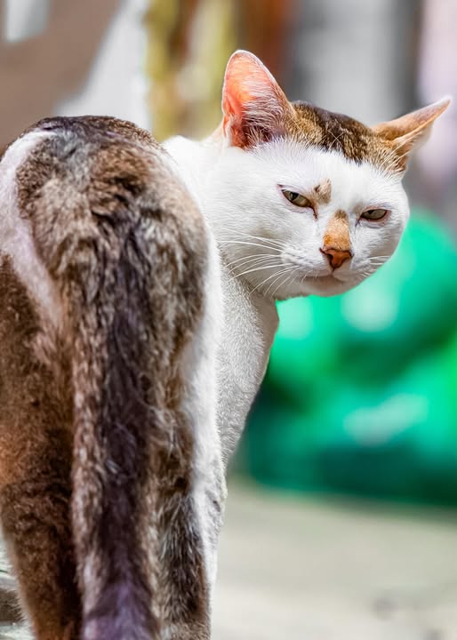 香港貓店長地圖︱香港7大明星貓店長 呢隻榮獲「我最喜愛貓店長」大獎!呢隻最鍾意「離家出走」?