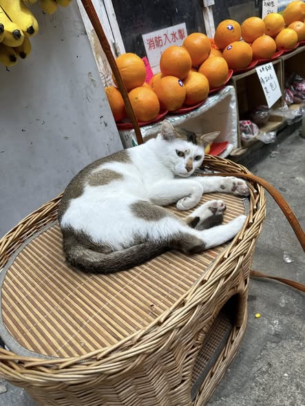 香港貓店長地圖︱香港7大明星貓店長 呢隻榮獲「我最喜愛貓店長」大獎!呢隻最鍾意「離家出走」?