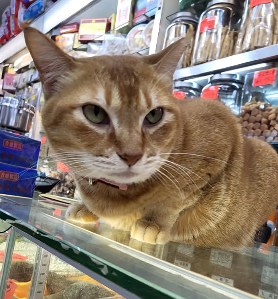 香港貓店長地圖︱香港7大明星貓店長 呢隻榮獲「我最喜愛貓店長」大獎!呢隻最鍾意「離家出走」?