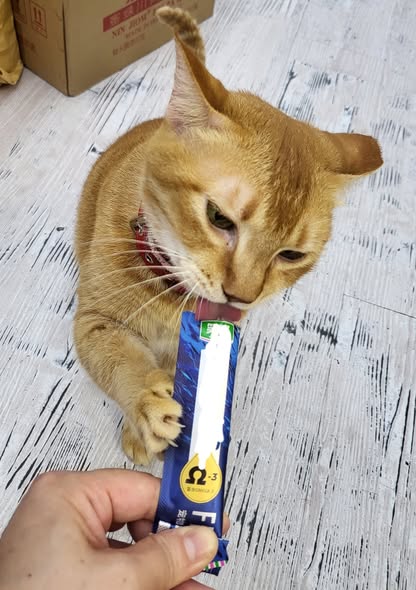 香港貓店長地圖︱香港7大明星貓店長 呢隻榮獲「我最喜愛貓店長」大獎!呢隻最鍾意「離家出走」?