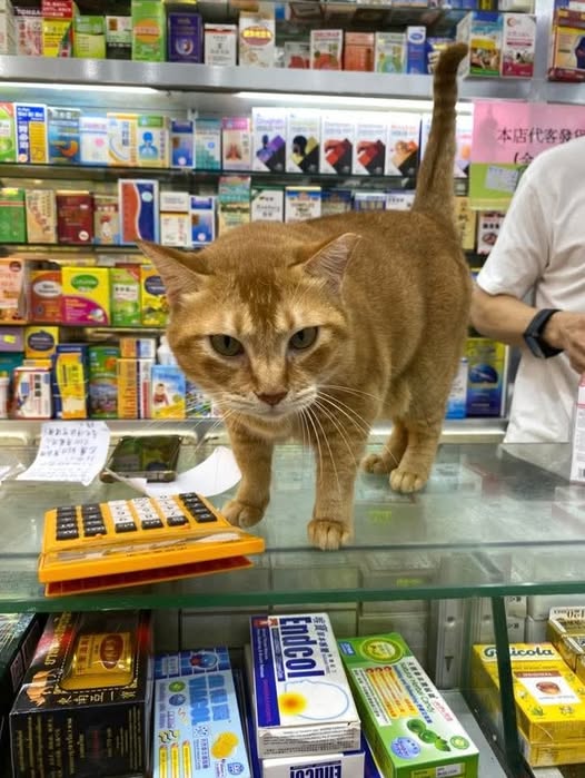 香港貓店長地圖︱香港7大明星貓店長 呢隻榮獲「我最喜愛貓店長」大獎!呢隻最鍾意「離家出走」?