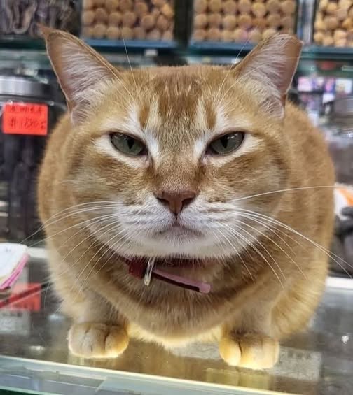 香港貓店長地圖︱香港7大明星貓店長 呢隻榮獲「我最喜愛貓店長」大獎!呢隻最鍾意「離家出走」?