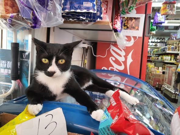 香港貓店長地圖︱香港7大明星貓店長 呢隻榮獲「我最喜愛貓店長」大獎!呢隻最鍾意「離家出走」?