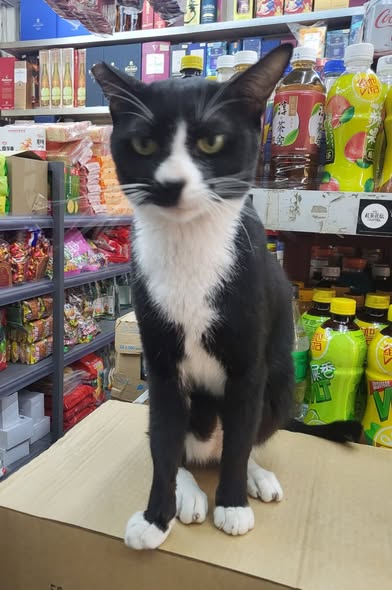 香港貓店長地圖︱香港7大明星貓店長 呢隻榮獲「我最喜愛貓店長」大獎!呢隻最鍾意「離家出走」?