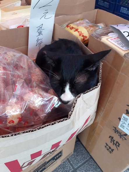 香港貓店長地圖︱香港7大明星貓店長 呢隻榮獲「我最喜愛貓店長」大獎!呢隻最鍾意「離家出走」?