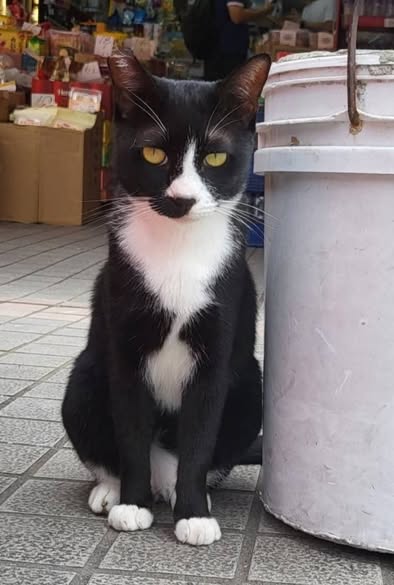 香港貓店長地圖︱香港7大明星貓店長 呢隻榮獲「我最喜愛貓店長」大獎!呢隻最鍾意「離家出走」?