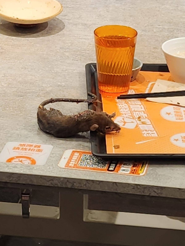 連鎖快餐店天降老鼠乾屍！顧客受驚四散／餐廳官方回應：分店已暫停營業