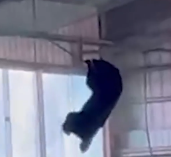 照片來源：@livedoornews