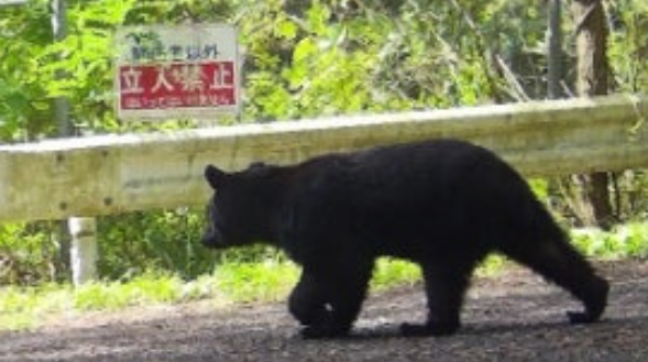 照片來源:網上圖片 照片來源:網上圖片
