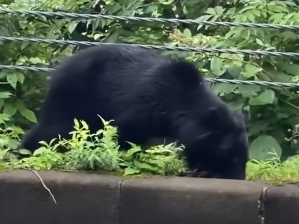 照片來源:網上圖片 照片來源:網上圖片