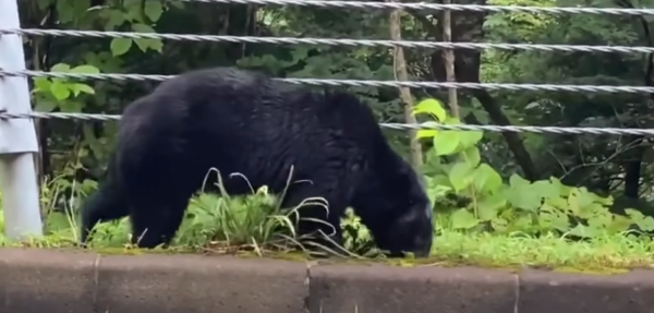 照片來源:網上圖片 照片來源:網上圖片
