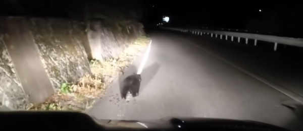 照片來源:網上圖片 照片來源:網上圖片