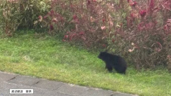 日本熊害|黑熊突然衝入公司!5職員急撤離 野熊目前仍躲倉庫