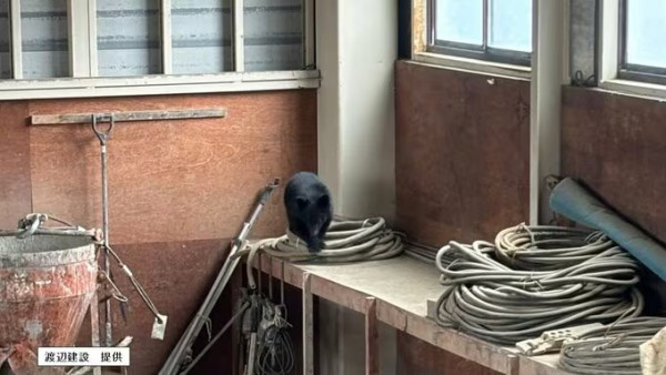 日本熊害|黑熊突然衝入公司!5職員急撤離 野熊目前仍躲倉庫