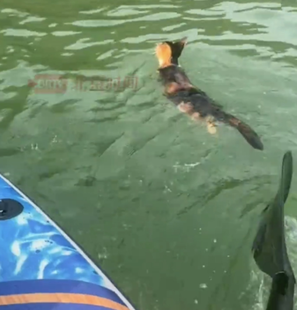 照片來源：小紅書