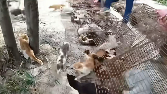 照片來源：小紅書